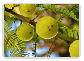 Mitolyn Official Buy Online Amla