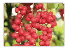 Mitolyn Official Buy Online Schisandra
