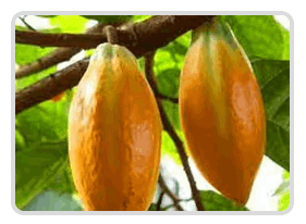 Mitolyn Official Buy Online Theobroma Cacao