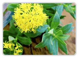 Mitolyn Official Rhodiola